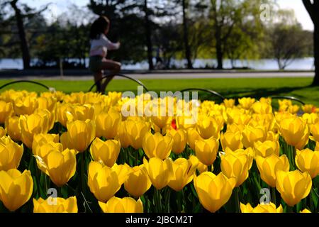 Ottawa, Ontario, Kanada - 09. Mai 2022: Wunderschönes Bett der Yellow Empress Tulpen beim Canadian Tulip Festival 2022. Stockfoto