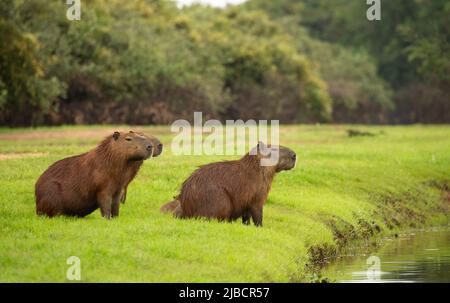 Capybara (Hydrochoerus hydrochaeris) männlich und weiblich am Flussufer Stockfoto