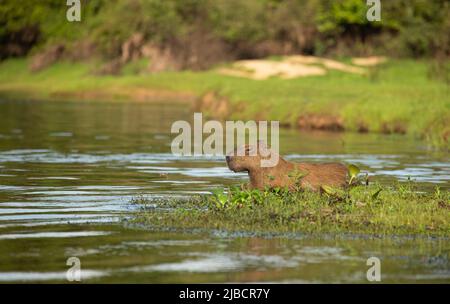 Wasserschwein (Hydrochoerus Hydrochaeris) Stockfoto