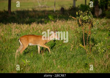 Pampas-Hirse (Ozotoceros bezoarticus) Stockfoto