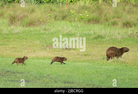 Capybara (Hydrochoerus hydrochaeris) junge, auf der Mutter laufende Mutter Stockfoto