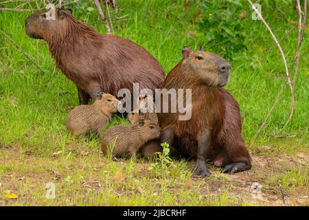 Capybara (Hydrochoerus hydrochaeris) Mutter mit Jungen Stockfoto