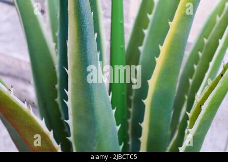 Grüne Leafs einer Aloe Vera Pflanze Stockfoto