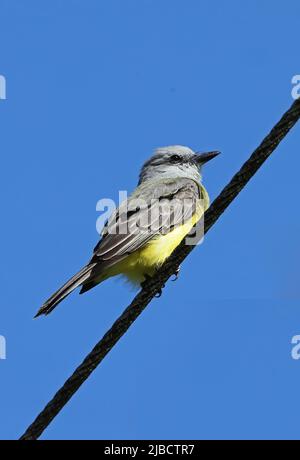 Tropischer Kingbird (Tyrannus melandicolicus satrapa), ein Erwachsener, der auf der Hochspannungsleitung Costa Rica thront März Stockfoto