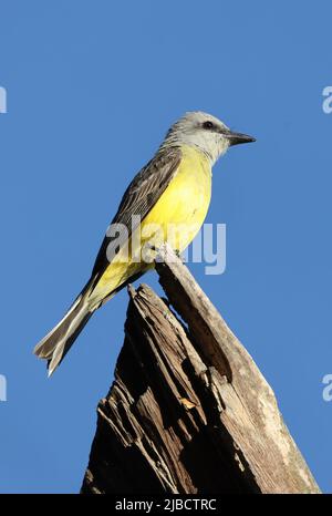 Tropischer Kingbird (Tyrannus melanholicus satrapa) Erwachsener, der auf einem toten Haken in San Jose, Costa Rica, thront März Stockfoto