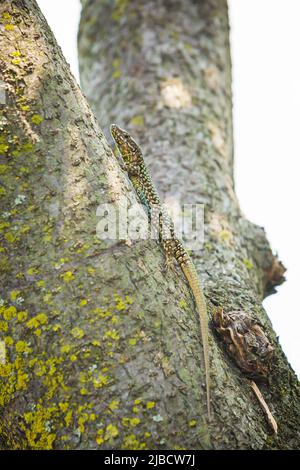 Podarcis muralis, gemeinsame Europäische wand Eidechse, die im Sonnenlicht auf einen Baum mit dichten, grünen Blättern. Kleine Schärfentiefe, selektiver Fokus, Makro ima Stockfoto