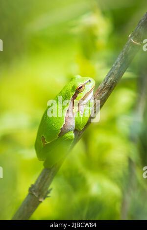 Nahaufnahme eines kleinen Laubfrosch Hyla arborea, Rana arborea, ruht in einer Black bush Aufheizen in der Sonne. Stockfoto