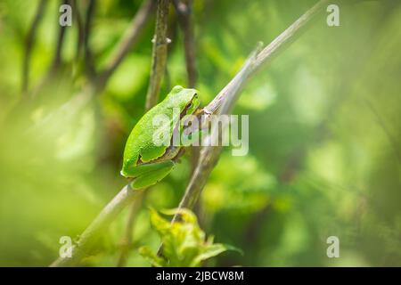 Nahaufnahme eines kleinen Laubfrosch Hyla arborea, Rana arborea, ruht in einer Black bush Aufheizen in der Sonne. Stockfoto