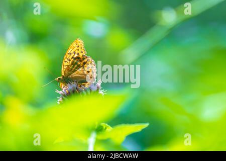 Nahaufnahme eines silbergewaschenen fatillären Schmetterlings, Argynnis paphia, mit ausgebreiteten Flügeln, die sich von Distelblüten ernähren. Die Muster auf den Flügeln sind klar Stockfoto