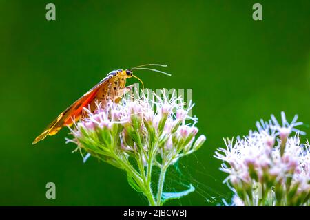Nahaufnahme von einem Jersey Tiger Schmetterling, Euplagia Quadripunctari, eine Blume Nektar ernähren. Dies ist ein ein Tag fliegen Motten Stockfoto
