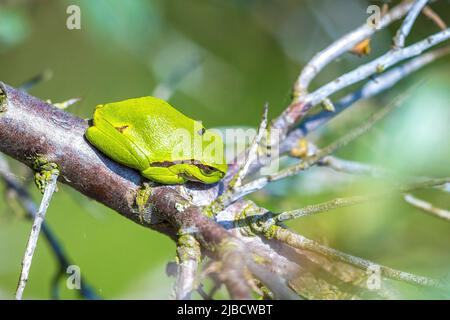 Nahaufnahme eines kleinen Laubfrosch Hyla arborea, Rana arborea, ruht in einer Black bush Aufheizen in der Sonne. Stockfoto