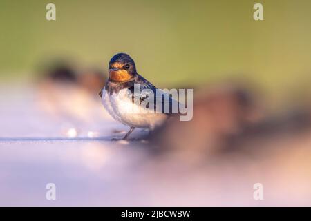 Nahaufnahme einer Schwalbe Hirundo rustica in Ruhe. Dies ist die am weitesten verbreitete Schwalbenart der Welt und der Nationalvogel Estlands. Stockfoto