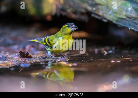 Eurasischer Siskin , Spinus spinus, thront auf einem Zweig eines Baumes in einem dunklen Wald. Trinken aus einer kleinen Pfütze mit Wasser Stockfoto