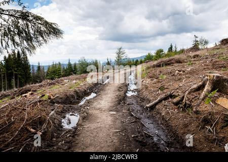 Unbefestigte Straße, die durch einen abgeschnittenen Wald auf einem Hügel in der Beskids-Bergkette, Tschechische republik, führt Stockfoto