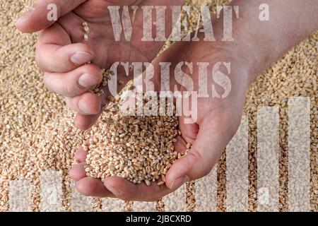 Weizenkrise, Mangel an Getreide und Getreide. Weizenkörner in der Hand, vor dem Hintergrund des Getreides. Das Konzept der weltweiten Nahrungsmittelkrise Stockfoto
