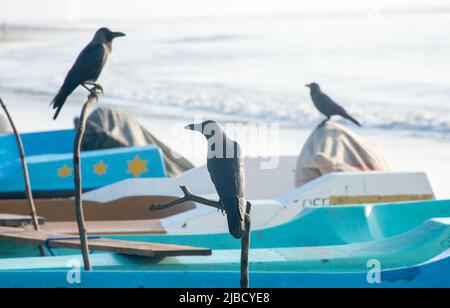 Strandleben in Sri lanka Stockfoto