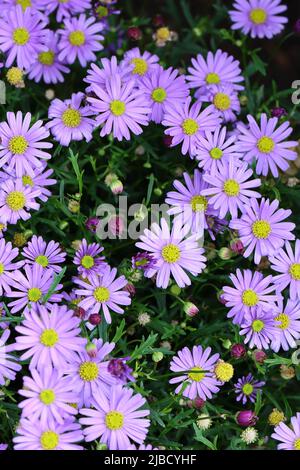Nahaufnahme von schönen blauen Brachyscome multifida-Blumen mit Blick von oben Stockfoto