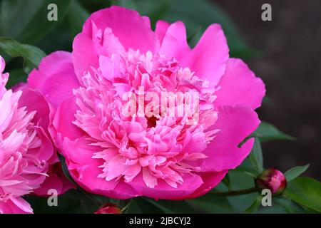 Nahaufnahme einer wunderschönen, vollständig blühenden rosa Pfingstrose vor einem natürlich unscharfen Hintergrund Stockfoto