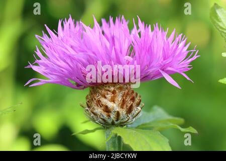 Nahaufnahme einer schönen hellvioletten centaurea-Blume vor einem grünen unscharfen Hintergrund, Seitenansicht, selektiver Fokus Stockfoto