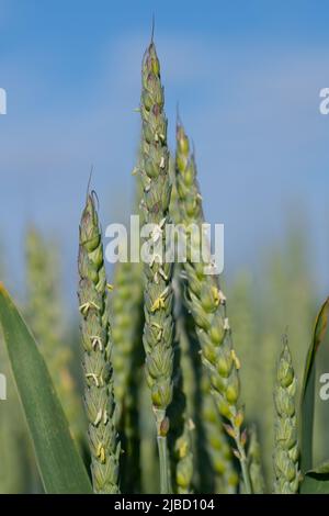 Grüner junger Weizen auf dem Feld, gegen einen blauen Himmel, Hochformat. An den Ähren des Weizens sind kleine Blüten. Stockfoto