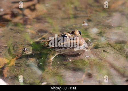 Wilder Frosch allein im Teichwasser Stockfoto