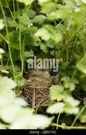 Gartenlaubsänger Sylvia Borin, Erwachsener sitzt im Nest, Suffolk, England, Juni Stockfoto