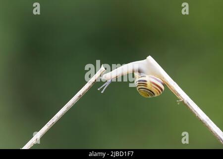 Weißlippschnecke Cepaea hortensis, Erwachsener, der 2 Stämme kreuzt, Suffolk, England, Mai Stockfoto