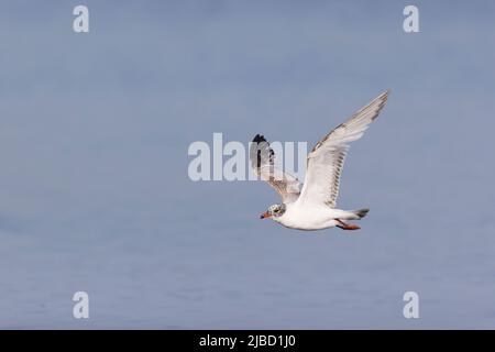 Mittelmeermöwe (Larus melanocephalus) 2. Sommergefieder fliegend, Suffolk, England, Mai Stockfoto