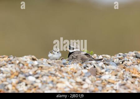 Ringed Plover (Charadrius hiaticula) Erwachsener und Küken am Kiesstrand, Suffolk, England, Mai Stockfoto