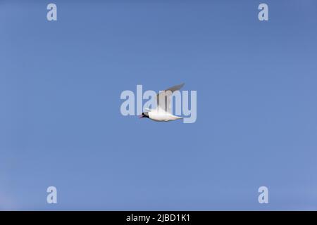 Mittelmeermöwe (Larus melanocephalus), die im Flug aufruft, Suffolk, England, Mai Stockfoto