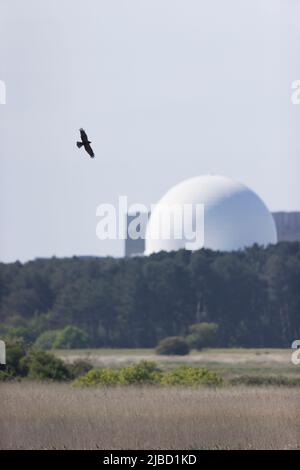 Marsh Harrier (Circus aeruginosus), Erwachsene weibliche Frau, die über dem Bett mit den Kernkraftwerken von Sizewell im Hintergrund, RSPB Minsmere Nature Reserve, fliegt Stockfoto