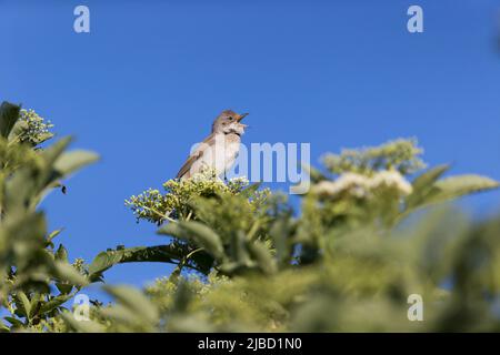 Gewöhnlicher Whitethroat (Sylvia communis), Erwachsener, männlicher Gesang, Suffolk, England, Mai Stockfoto