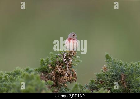 Gewöhnliches Linnet (Carduelis cannabina), das Gefieder züchtet, erwachsenes Männchen, das auf Gorse thront, Suffolk, England, Juni Stockfoto