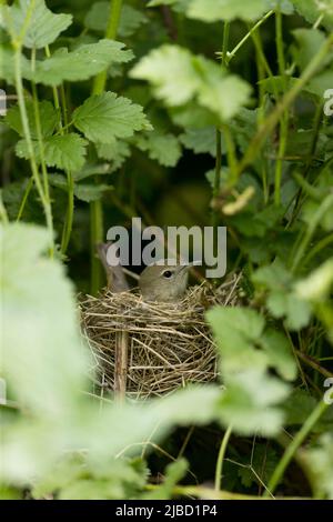 Gartenlaubsänger Sylvia Borin, im Nest sitzender Erwachsener, Suffolk, England, Mai Stockfoto