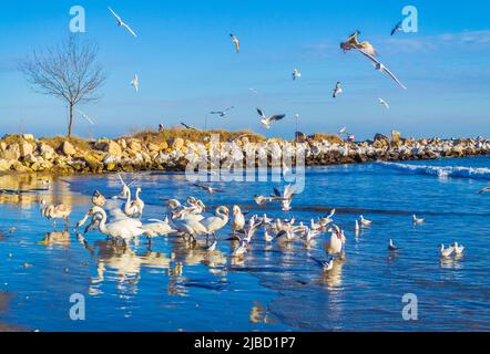 Eine Schar von Vogelschwänen, Silbermöwen - junge und Erwachsene Tiere treiben an einem schönen Wintertag vor der Küste am Varna Strand ein Getue und Hektik auf Stockfoto