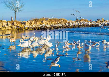 Eine Schar von Vogelschwänen, Silbermöwen - junge und Erwachsene Tiere treiben an einem schönen Wintertag vor der Küste am Varna Strand ein Getue und Hektik auf Stockfoto