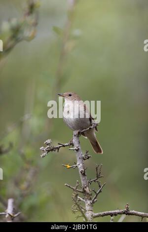 Gewöhnlicher Nachtigall (Luscinia megarhynchos) erwachsener Mann, der auf einem Ast thront, Suffolk, England, Mai Stockfoto