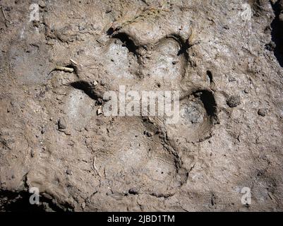 Berglöwen-Puma-Fußpfad im Schlamm Stockfoto