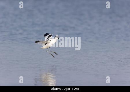 Eurasian Avocet (Recurvirostra avosetta) Erwachsener fliegt, kurz vor der Landung im Wasser, Suffolk, England, Juni Stockfoto