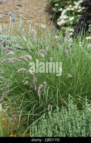 Pennisetum orientale Karley Rose Stockfoto