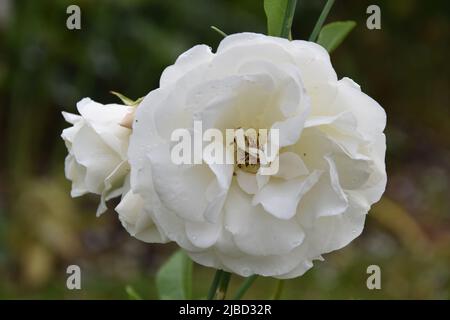 Rosa Iceberg Stockfoto