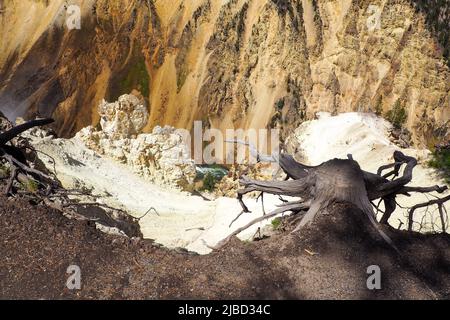 Trockener Baumstamm an den Hängen des Great Canyon of Yellowstone bei dramatischem Sonnenlicht. Vulkanlandschaft des Yellowstone National Park, Wyoming, USA. Stockfoto