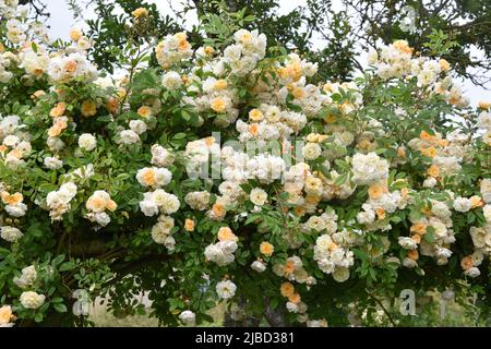 Rosa Ghislaine de Peligonde Stockfoto