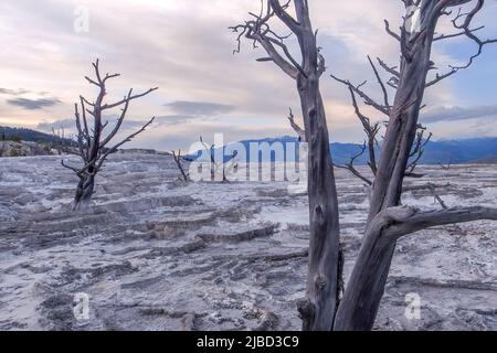 Tote Bäume auf Calciumcarbonat-Terrassen von Mammoth Hot Springs, Yellowstone National Park, Wyoming, USA. Weiße geothermische Terrassen mit toten Bäumen Stockfoto