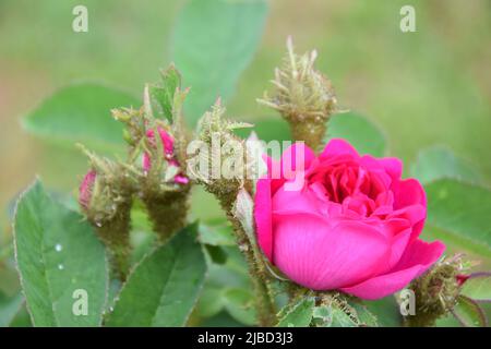 Rosa Eugenie Guinoisseau Stockfoto