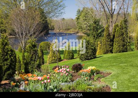 Grenze mit gemischten Sträuchern und orangen und roten Tulipa - Tulpen, Thuja occidentalis - Zedernbäumen in schrägen Garten im Garten im Frühling. Stockfoto