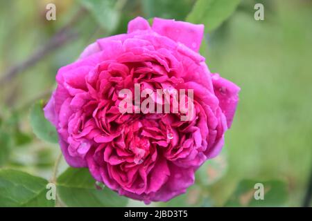 Rosa Eugenie Guinoisseau Stockfoto