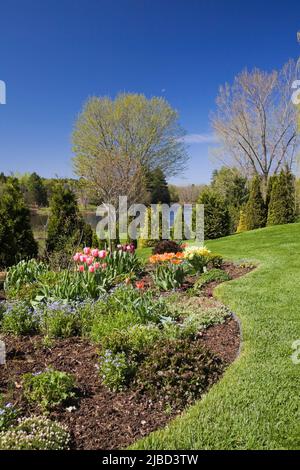 Grenze mit gemischten Sträuchern und orangen und roten Tulipa - Tulpen, Thuja occidentalis - Zedernbäumen in schrägen Garten im Garten im Frühling. Stockfoto