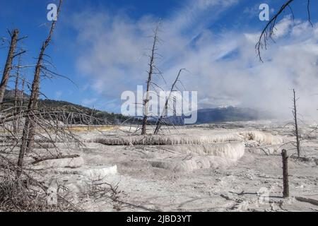 Tote Bäume auf Calciumcarbonat-Terrassen von Mammoth Hot Springs, Yellowstone National Park, Wyoming, USA. Weiße geothermische Terrassen mit toten Bäumen Stockfoto