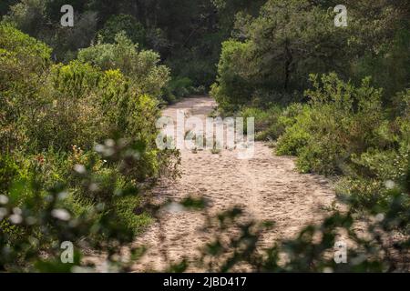 Sandstraße in S Estalella, S Estanyol, Llucmajor, Mallorca, Balearen, Spanien Stockfoto